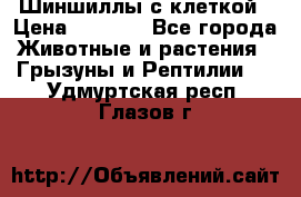 Шиншиллы с клеткой › Цена ­ 8 000 - Все города Животные и растения » Грызуны и Рептилии   . Удмуртская респ.,Глазов г.